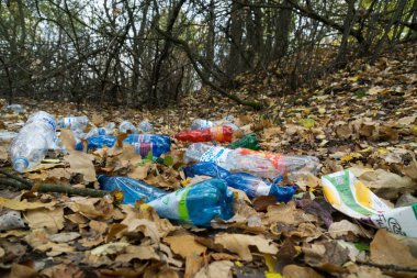  Akçaağaç yaprakları ve çöpler arka planda, kapatın