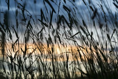 Slovakya, Meadow 'da yeşil bitkiler