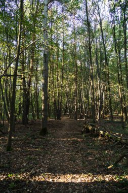 Ormanda sonbahar ağaçları, Slovakya