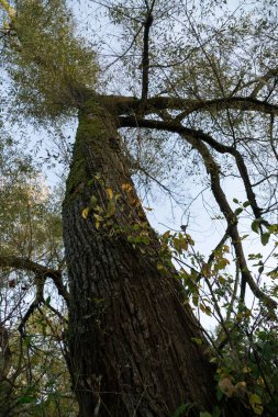 Ormandaki ağaçlar ve patikalar. Slovakya