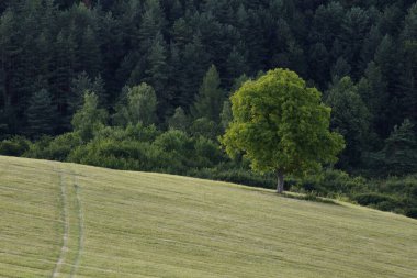 Ormandaki ağaçlar ve patikalar. Slovakya