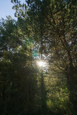 Ormanda sonbahar ağaçları, Slovakya
