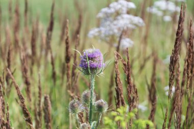 Güzel çiçekler. Yakın çekim. 