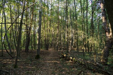 Ormandaki ağaçlar ve patikalar. Slovakya