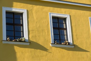 Bir bardak çiçekli pencere.