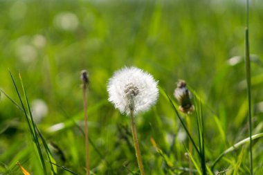 Çayırdaki güzel çiçekler. Gündüz çekimi