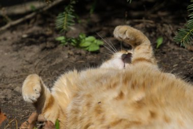 Parktaki sevimli kedi.