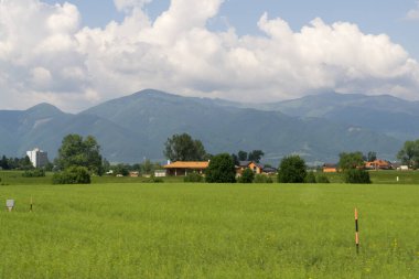 Çimenler çayırda. Gündüz çekimi