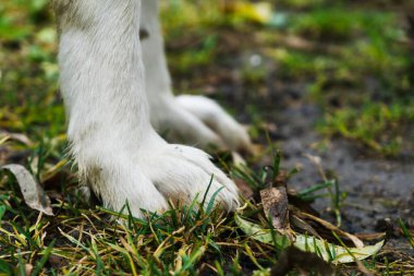 Parktaki sevimli labrador..