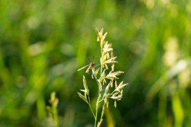 Çimenler çayırda. Gündüz çekimi