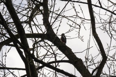 Ormandaki ağaçlar ve patikalar. Slovakya