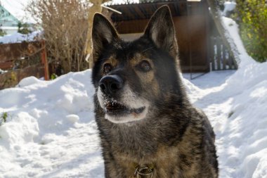 Karda köpek olan kış manzarası