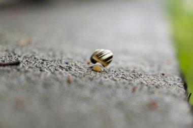 Arka planda çitteki salyangoz. Slovakya