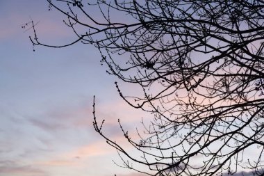 Kukum bahar dallarında