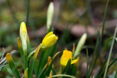 Güzel çiçek atış kapatın 