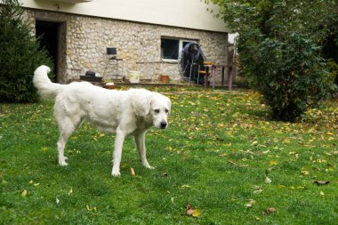 Parktaki sevimli labrador..
