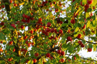 Sonbahar bahçesinde güzel elmalar 