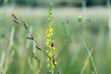 Yeşil yaz çayırı kapanıyor