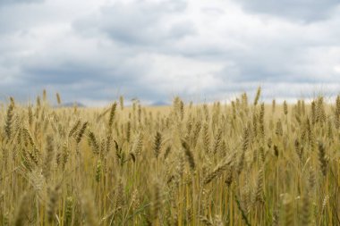Gün batımında buğday tarlası. Slovakya
