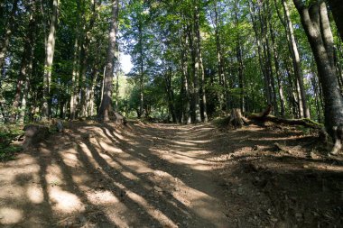 Ağaçlı renkli sonbahar ormanı, Slovakya