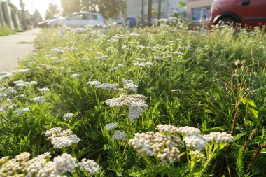 Bahçede güzel bahar çiçekleri