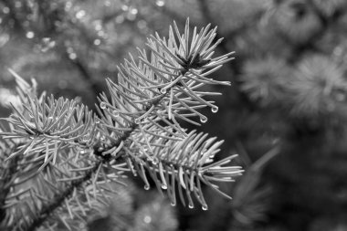 Su damlaları olan köknar ağacı dalı, siyah ve beyaz