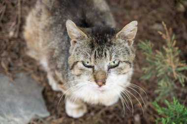 Parktaki sevimli kedi.