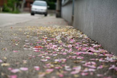 Sonbaharda renkli ağaçlarla dolu bir cadde. Slovakya