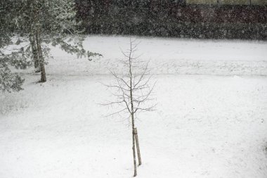Parkta karla kaplı ağaçlar