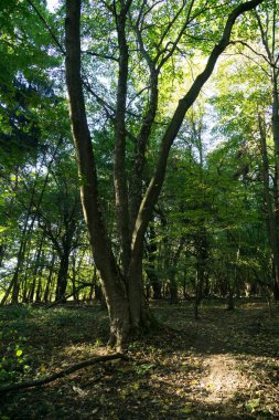Ormanda sonbahar ağaçları, Slovakya