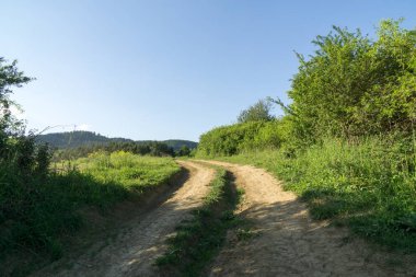Ormandaki ağaçlar ve patikalar. Slovakya