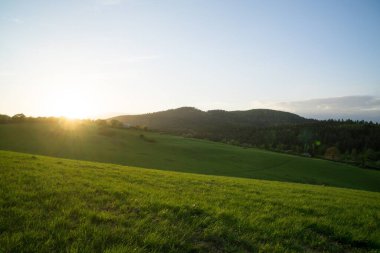 Ormandaki ağaçlar ve patikalar. Slovakya