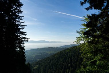 Ağaçlı renkli sonbahar ormanı, Slovakya