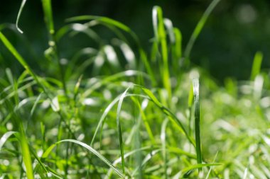 Çimenler çayırda. Gündüz çekimi