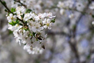 Çiçekli bahar ağacı