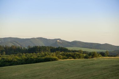 Ormandaki ağaçlar ve patikalar. Slovakya