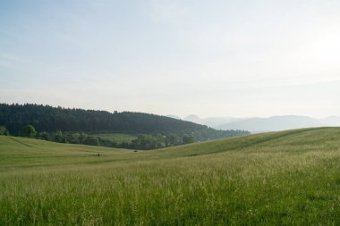 Slovakya 'daki güzel yeşil çayır
