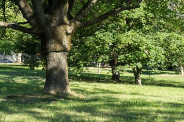 Ormandaki ağaçlar ve patikalar. Slovakya