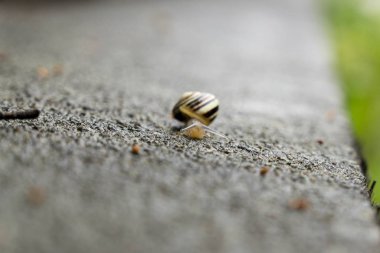 Arka planda çitteki salyangoz. Slovakya