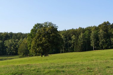 Ormandaki ağaçlar ve patikalar. Slovakya