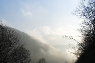 Sis ve ağaçlarla dolu güzel bir sonbahar ormanı