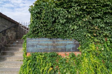 doğal arkaplanda yeşil sarmaşık