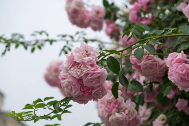 Slovakya 'daki güzel pembe güller arka planda, yakın plan