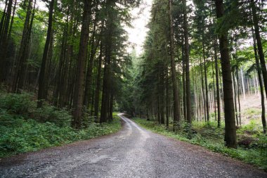 Ormanda sonbahar ağaçları, Slovakya