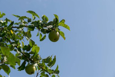 Mavi gökyüzündeki ağaç dallarında yeşil elmalar