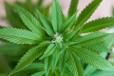 Yağmurdan sonra ıslak yapraklar 