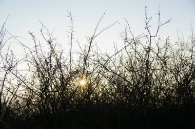 Ormandaki ağaçlar ve patikalar. Slovakya