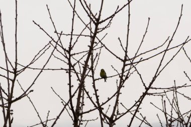 Ormandaki ağaçlar ve patikalar. Slovakya