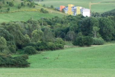 Ormandaki ağaçlar ve patikalar. Slovakya