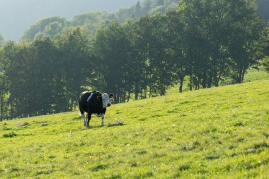 Çiftlikteki inek. Çek Repibliç
